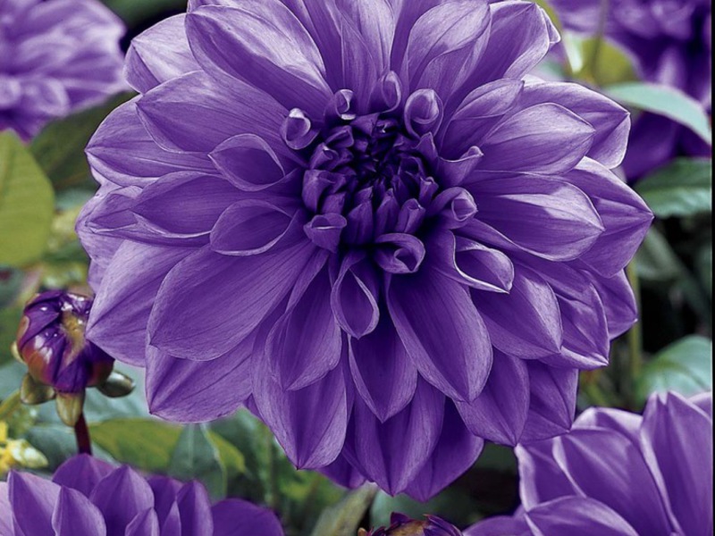 Dahlia pests and diseases