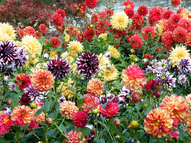 Perennial dahlias