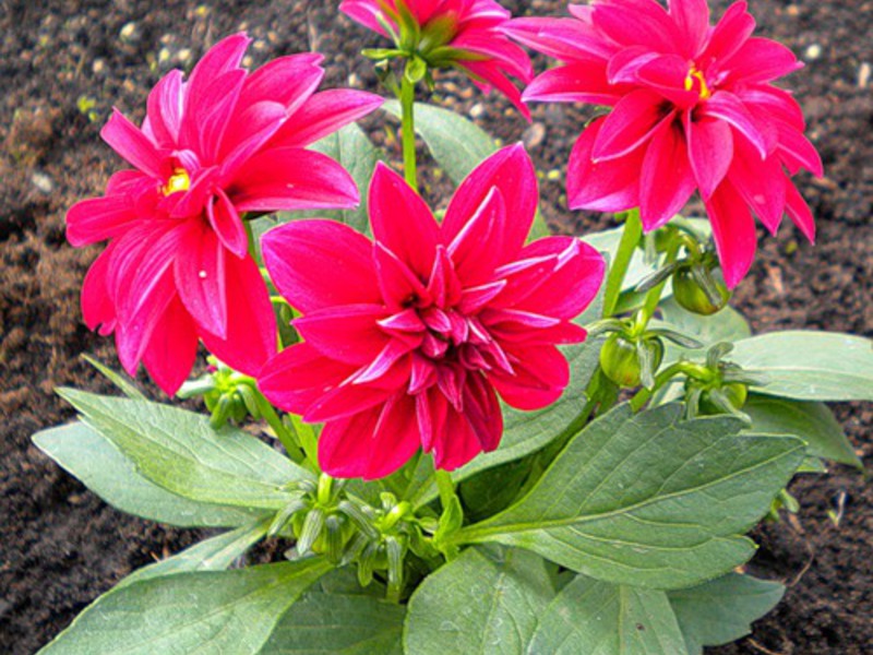 Dahlia planting in spring