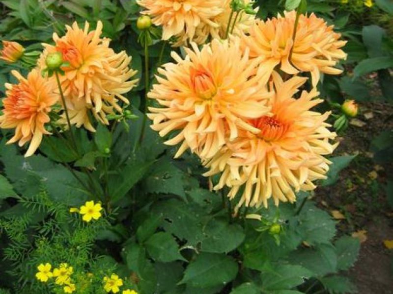 How to plant dahlias