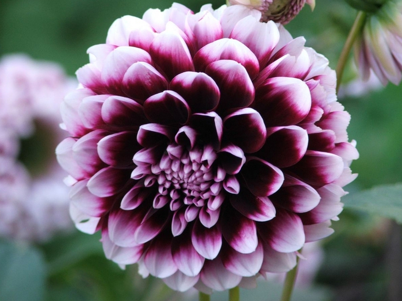 Watering the dahlia