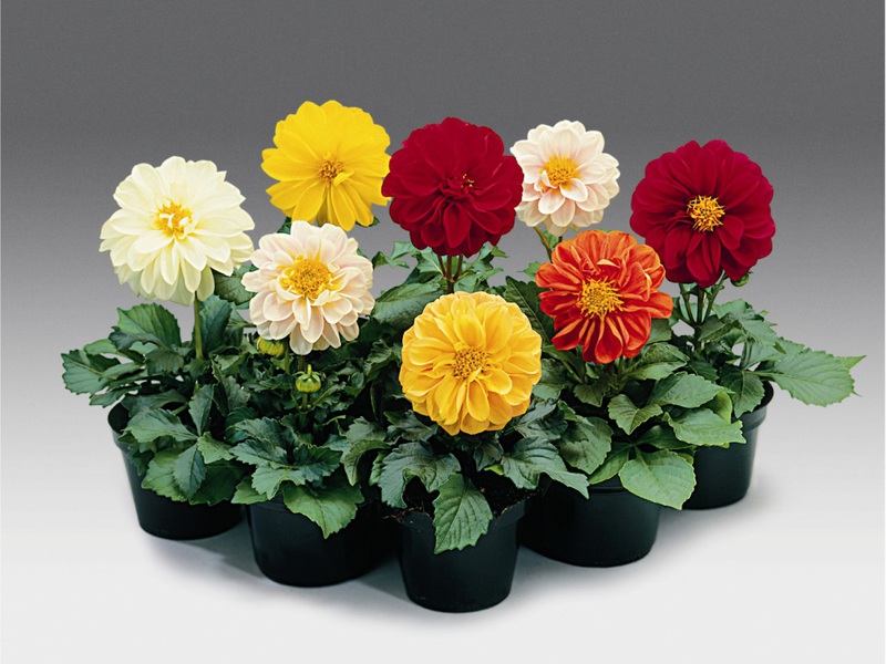 How to use dahlias in design