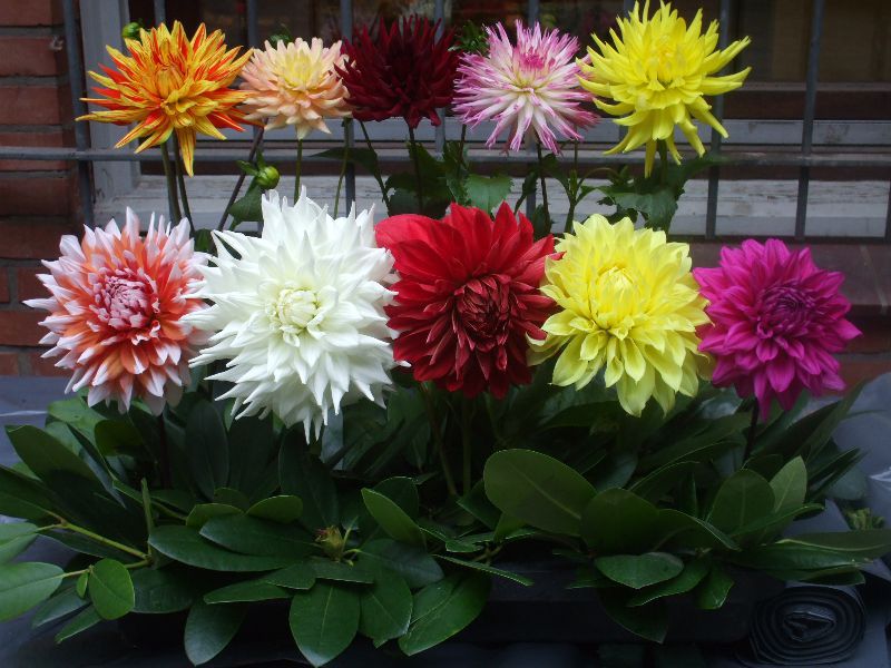 Dahlia breeding