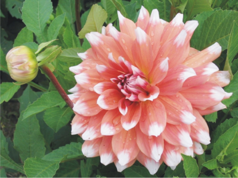 How to plant dahlias