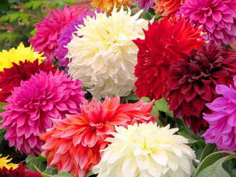 How to care for dahlias