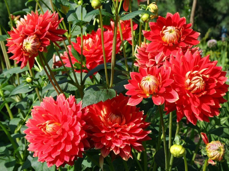 Perennial dahlias