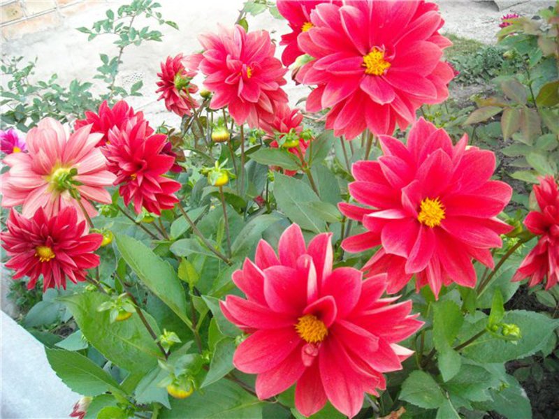 Perennial dahlias