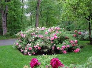 How to grow peonies in the yard