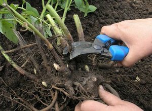 Peony bush transplant