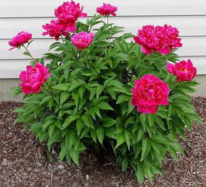 Tree peony varieties