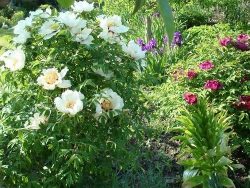 Varieties and varieties of peonies