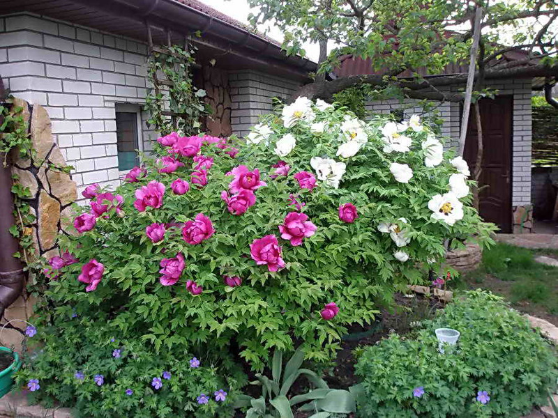 When to plant a tree peony