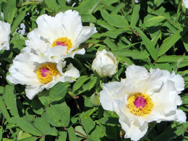 How the tree peony blooms