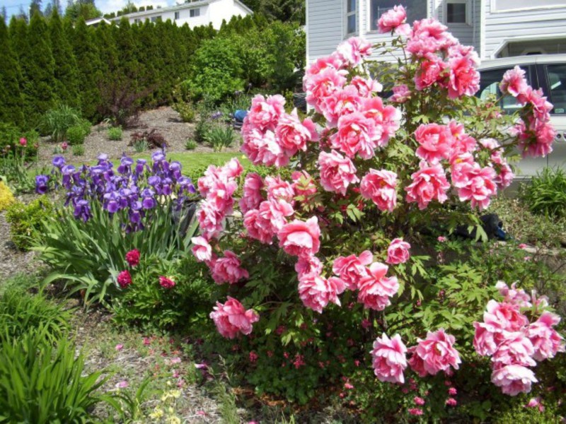 Blooming peony bush