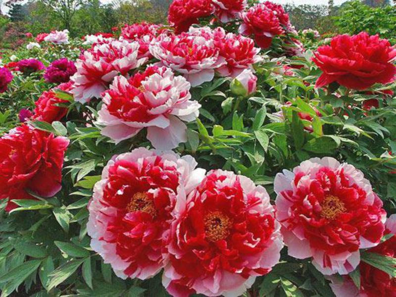 Types and varieties of peonies