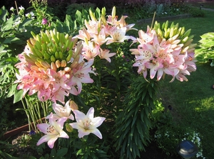 Digging lilies in the fall