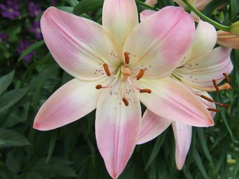 Asian lily hybrid