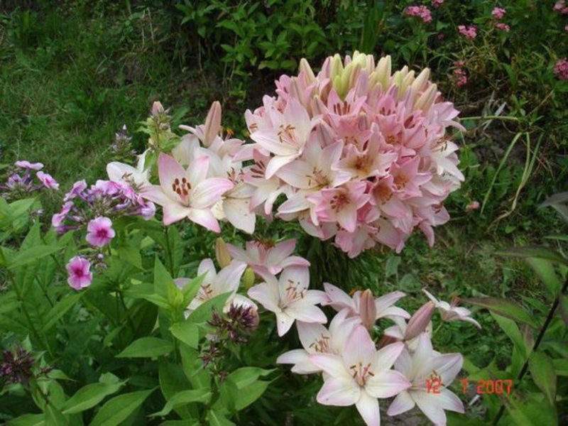 Description of the lily variety