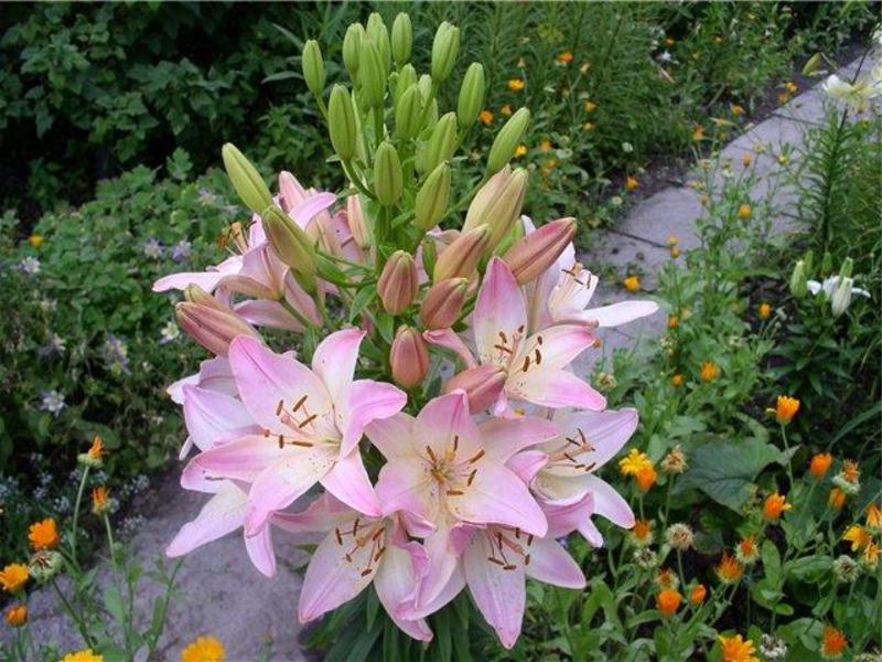 Lily marlene in the garden