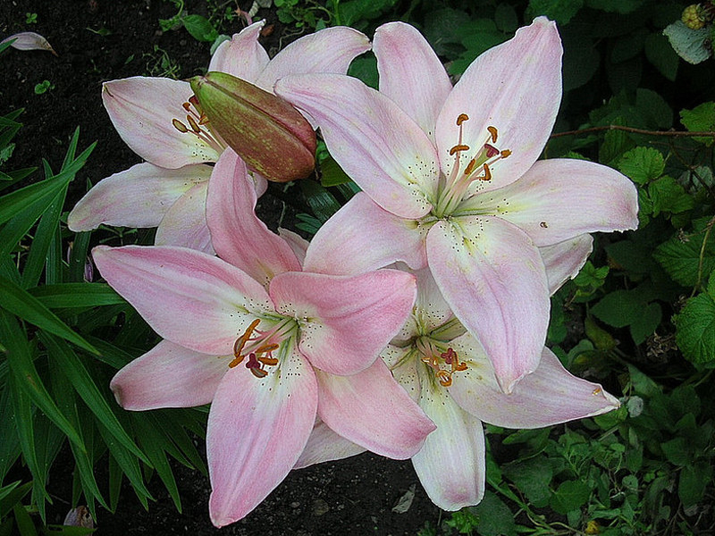 Conditions for breeding lilies