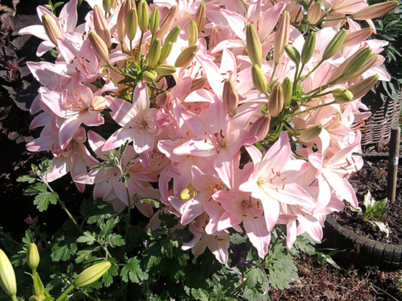 Lily transplant in open ground