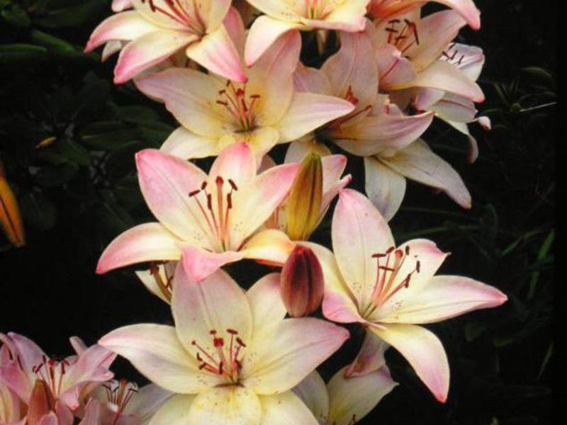 Varieties and types of lilies