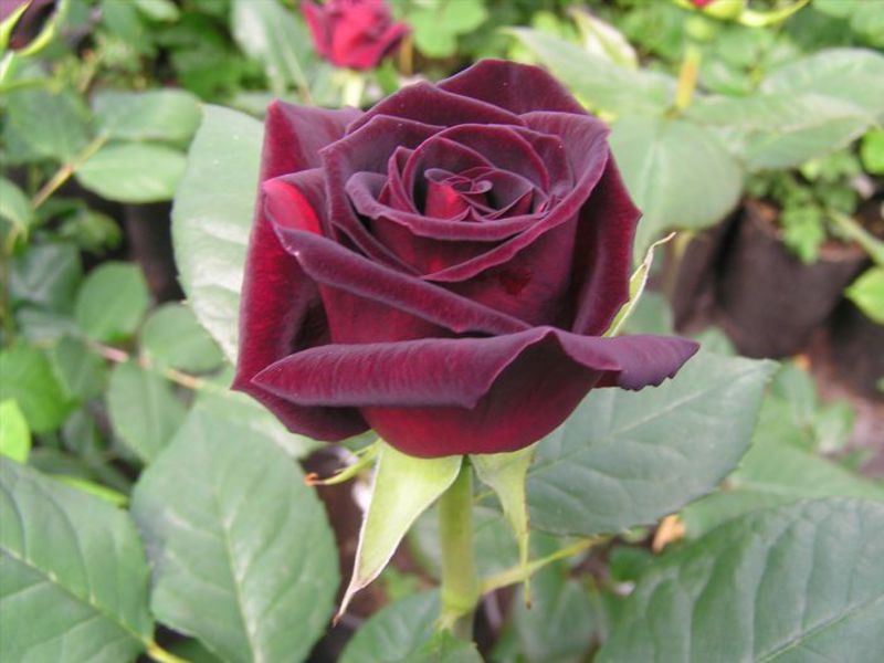 Rose Black Magic - features of reproduction and care.