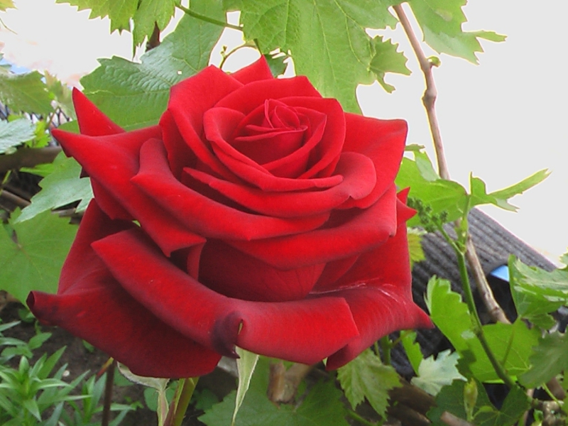 Hybrid tea roses can have different shades.