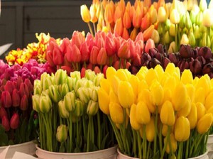 Storing tulips - methods and tricks.