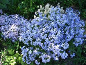 The photo shows blue phlox