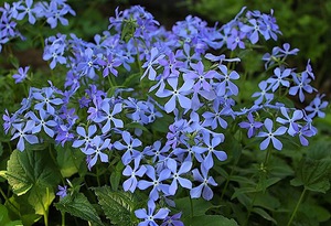 The phlox canadensis is distinguished by an unusual flower cup.