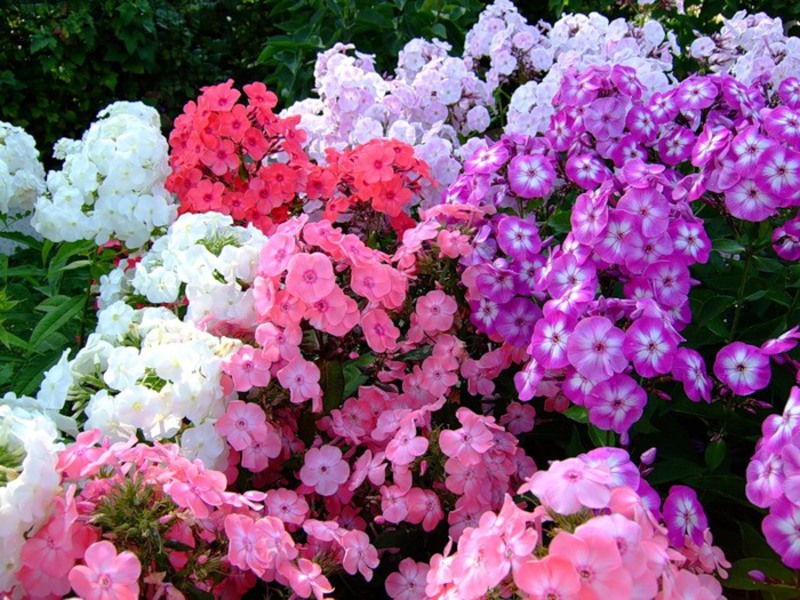 Flowering of perennial phlox in a flower bed - photo,