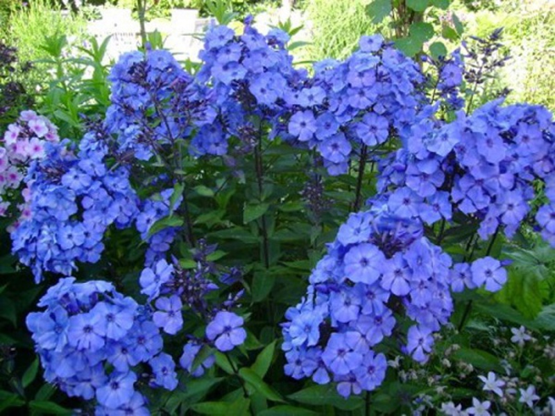 Canadian blue phlox - a photo of a flowering bush.