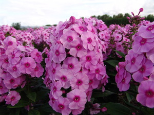 Fondant Fancy is a very lush phlox variety.