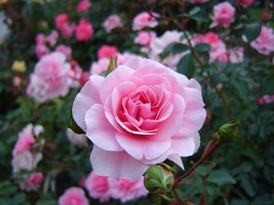 Description of the rose variety