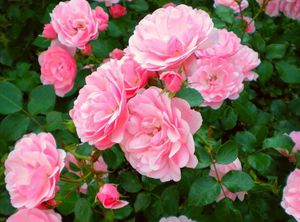 Growing bonika roses