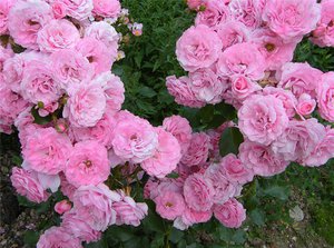 How to grow a bonika rose