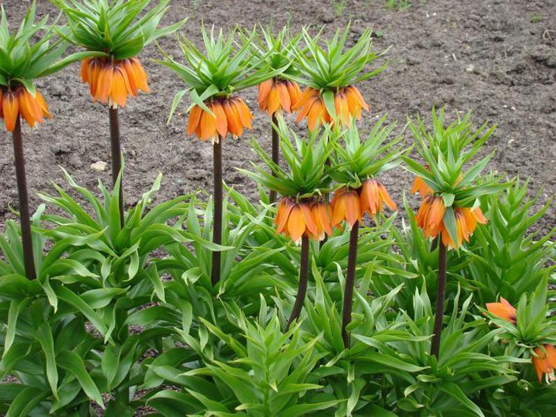 How the imperial hazel grouse blooms