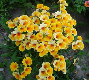 Nemesia in garden design