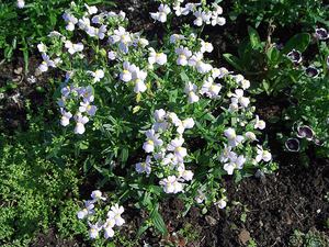 Features of growing balcony flowers