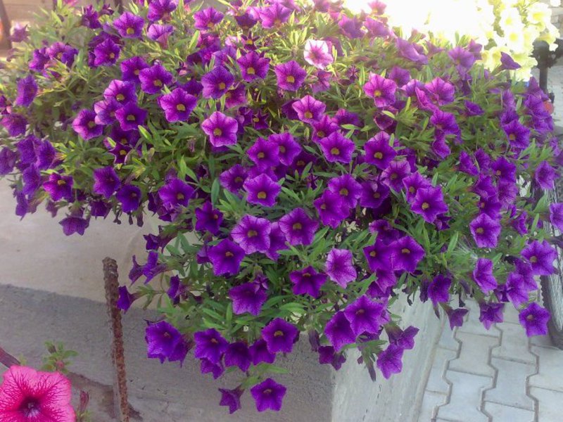 How nemesia grows