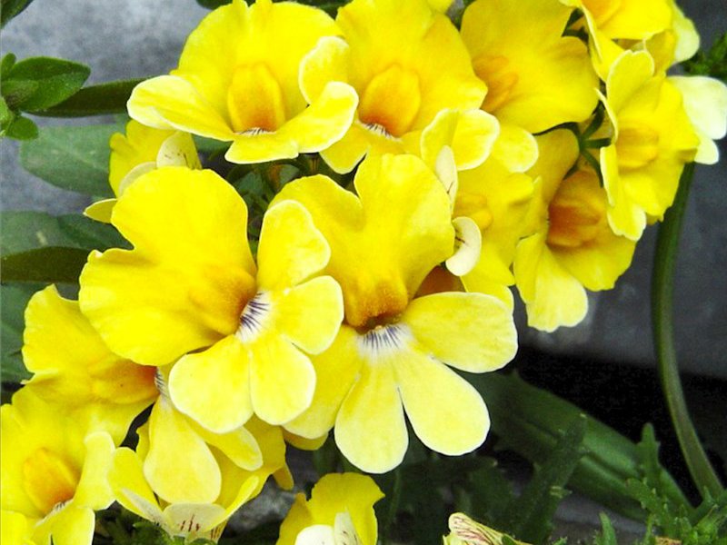 Flower variety nemesia