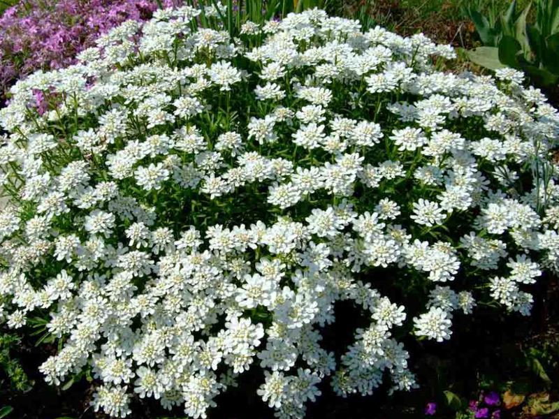 Varieties and types of nemesia