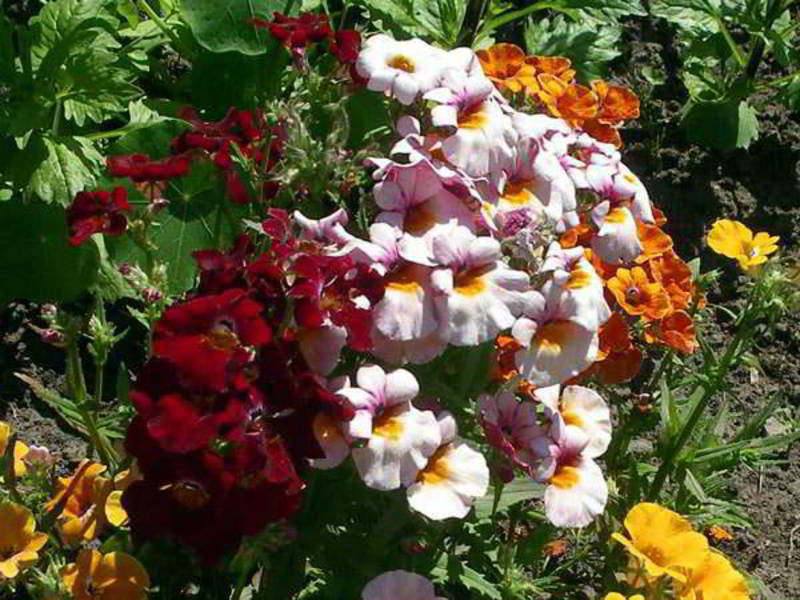 How to plant nemesia