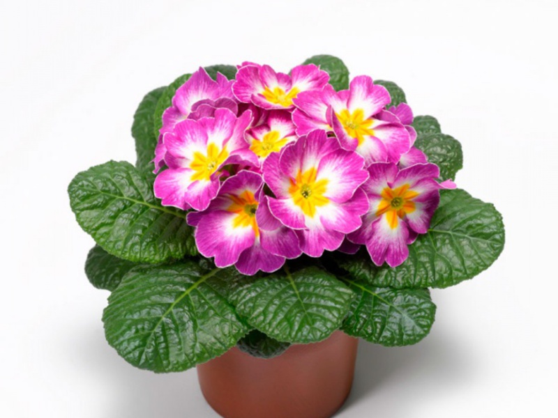 Primrose appearance