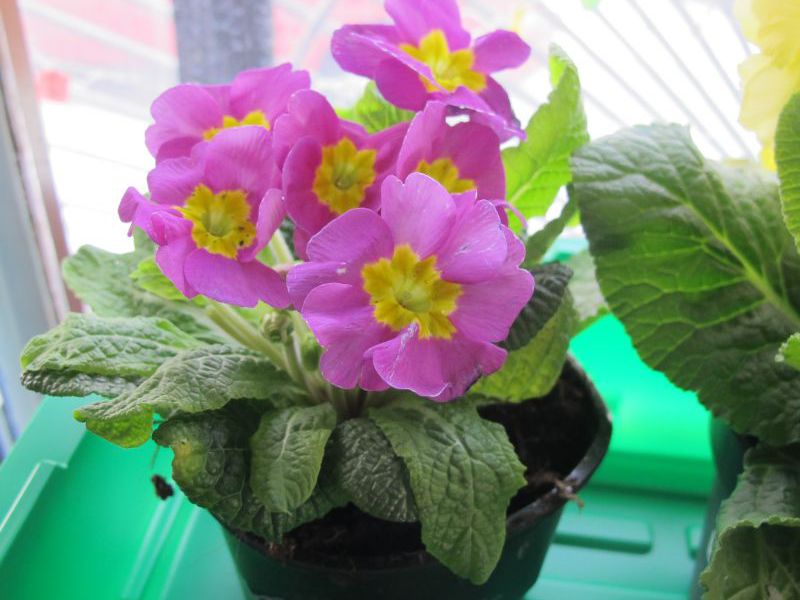 How to plant a primrose