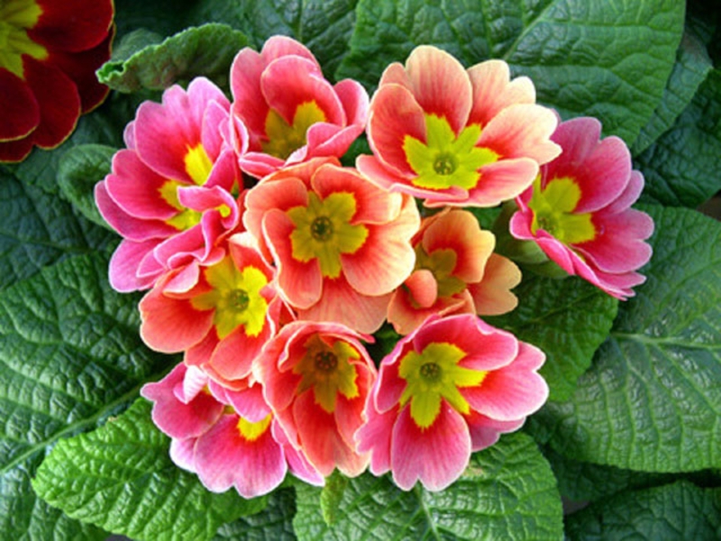 Blooming primroses