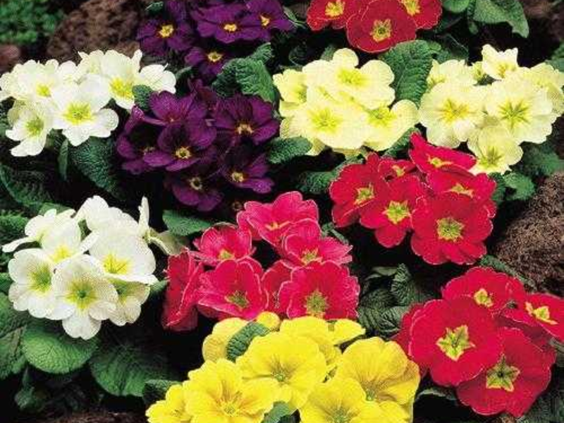 Garden primrose