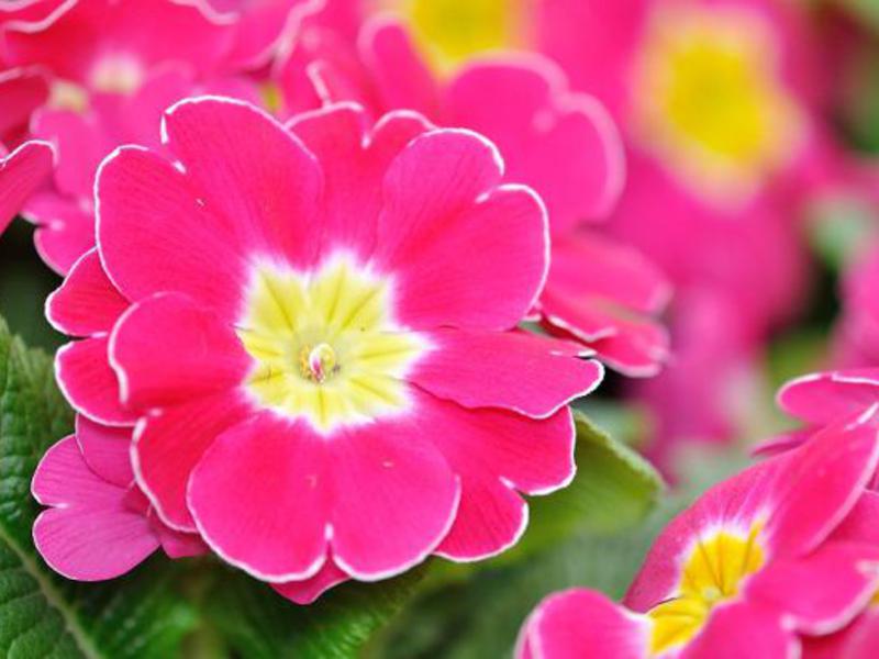 Primrose variety