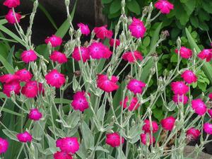 How to grow lychnis